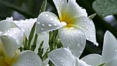 Frangipani flowers in the rain