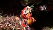 Red reef hermit crab