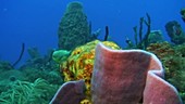 Sponges on a reef