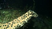 Spawning sea cucumber
