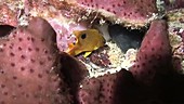 Juvenile damselfish in a sponge