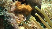 Squat anemone shrimps