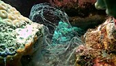 Parrotfish mucus cocoon