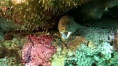 Goldentail moray