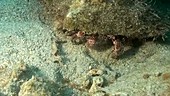 White speckled hermit crab