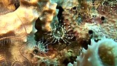 Sea anemone on a sponge