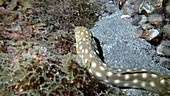 Sharptail snake-eel