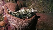 Sleeping parrotfish