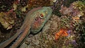 Caribbean reef octopus hunting