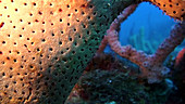 Pores of a sponge