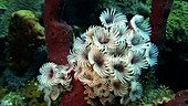 Social feather duster worms
