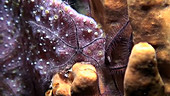 Brittle stars