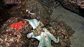 Caribbean reef octopus hunting