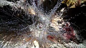 Corkscrew anemone