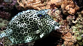 Honeycomb cowfish