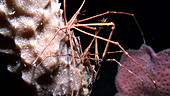 Yellowline arrow crabs mating