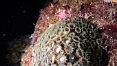 Coral polyps