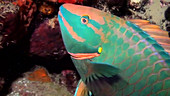 Stoplight parrot fish