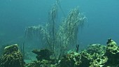 Gorgonian, Caribbean Sea
