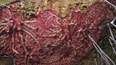 Tunicate colony