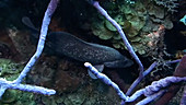 Greater soapfish