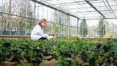 Scientist examining flora