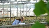 Scientist examining flora