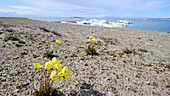 Arctic poppies