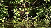 Moorhen