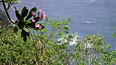 Pink flowers on cliff edge