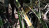 Splitting bamboo
