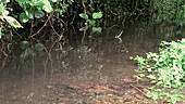 Rainforest pond