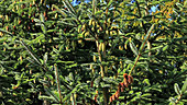 Sitka spruce cones