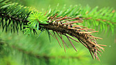 Pineapple gall on sitka spruce