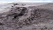 Leatherback turtle tracks