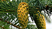 Sitka spruce cones