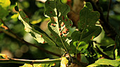 Spangle galls on oak leaves