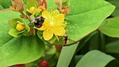 Hoverfly and bee