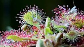 Common sundew digesting insects