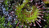 Common sundew digesting an insect