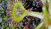 Common sundew digesting an insect
