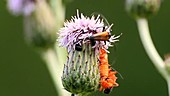 Beetles on thistle flower