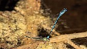 Mating azure damselflies