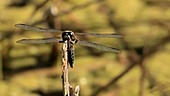 Broad-bodied chaser dragonfly