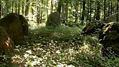 Dolmen stones in a wood, Denmark