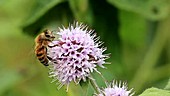 Honey bee on a flower