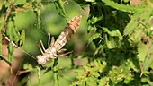 Moulted dragonfly larva skin