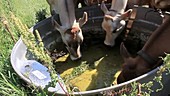 Cattle drinking water
