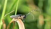 Pine sawyer beetle