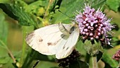 Large white butterflies